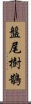 盤尾樹鵲 Scroll