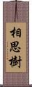 相思樹 Scroll