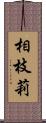 相枝莉 Scroll