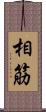 相筋 Scroll