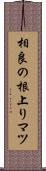 相良の根上りマツ Scroll