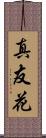 真友花 Scroll