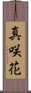 真咲花 Scroll