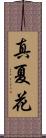 真夏花 Scroll