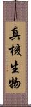 真核生物 Scroll