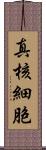 真核細胞 Scroll