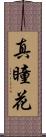 真瞳花 Scroll