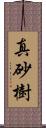 真砂樹 Scroll