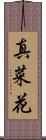 真菜花 Scroll