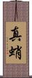 真蛸 Scroll