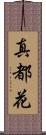 真都花 Scroll