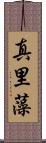 真里藻 Scroll