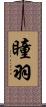 瞳羽 Scroll
