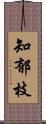 知郁枝 Scroll