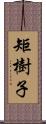 矩樹子 Scroll