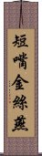 短嘴金絲燕 Scroll