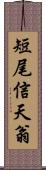 短尾信天翁 Scroll