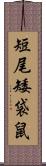 短尾矮袋鼠 Scroll