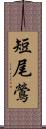 短尾鶯 Scroll