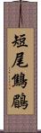 短尾鷦鶥 Scroll