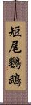 短尾鸚鵡 Scroll