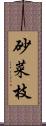 砂菜枝 Scroll