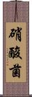 硝酸菌 Scroll