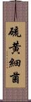 硫黄細菌 Scroll