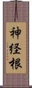 神経根 Scroll