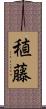 稙藤 Scroll