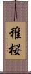 稚桜 Scroll