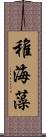 稚海藻 Scroll