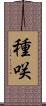 種咲 Scroll
