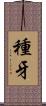 種牙 Scroll
