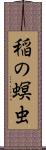 稲の螟虫 Scroll
