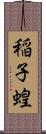 稲子 Scroll