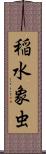 稲水象虫 Scroll