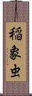 稲象虫 Scroll