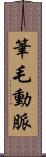 筆毛動脈 Scroll