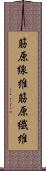 筋原線維 Scroll