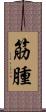 筋腫 Scroll