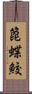 箆蝶鮫 Scroll