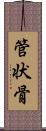 管状骨 Scroll