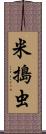 米搗虫 Scroll