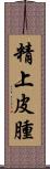 精上皮腫 Scroll