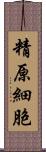 精原細胞 Scroll