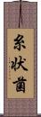 糸状菌 Scroll