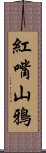 紅嘴山鴉 Scroll