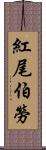 紅尾伯勞 Scroll