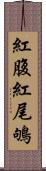 紅腹紅尾鴝 Scroll